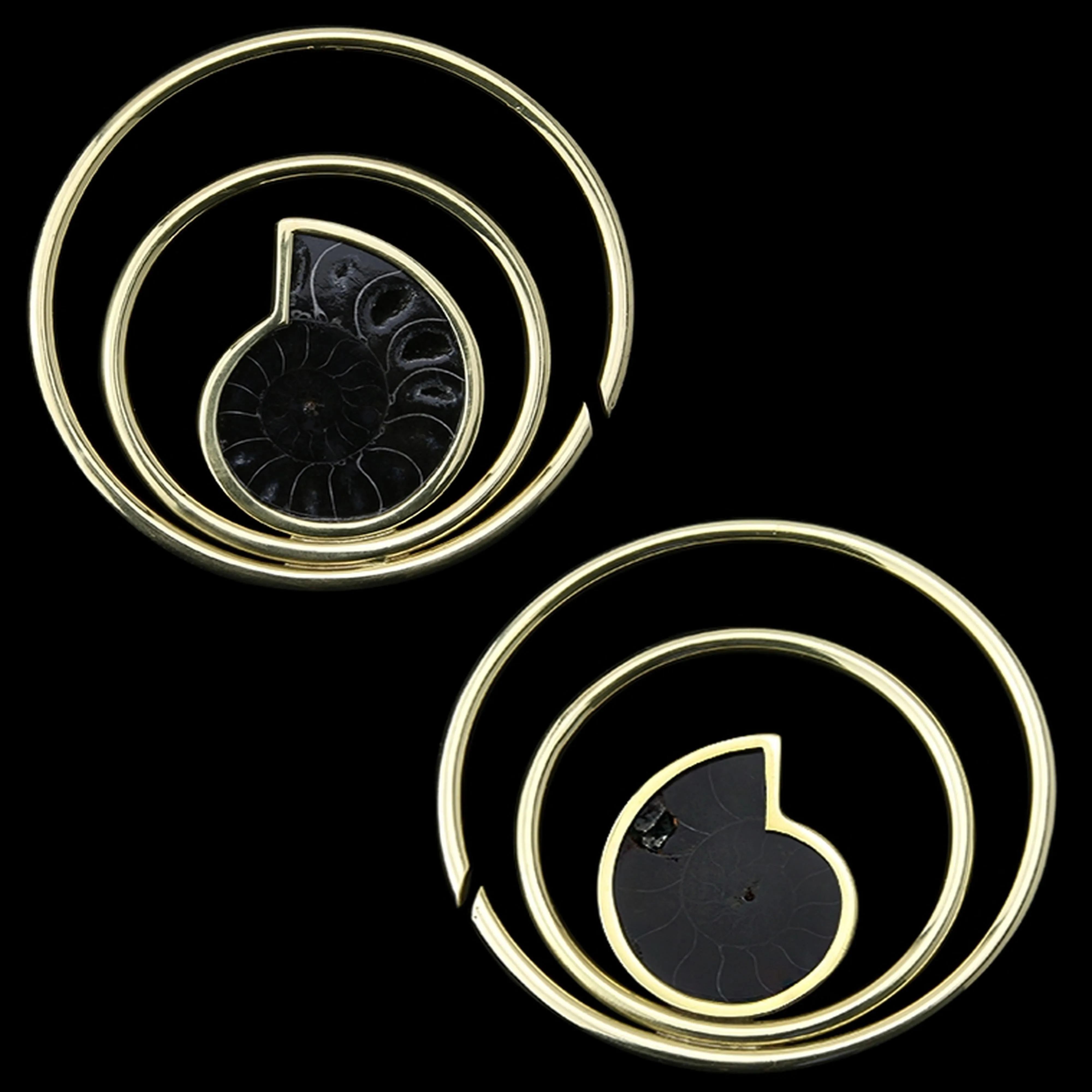 Black Ammonite Fossil Double Ear Weights